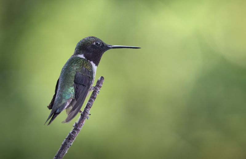 bird, hummingbird, hummingbirds, nature, wild Emerald repose фото превью