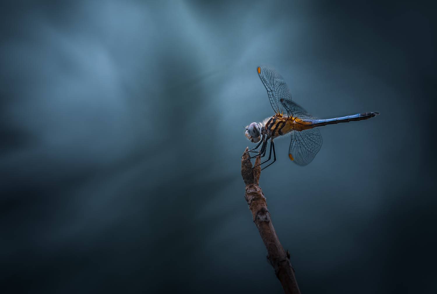 insect, art, dragonfly, fly, night, morning, Atul Saluja