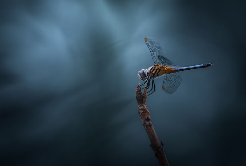 insect, art, dragonfly, fly, night, morning Twilight perch фото превью