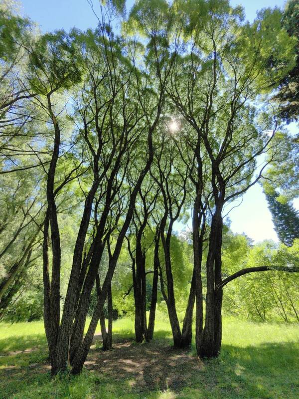 Солнце в нежной кроне деревьев фото превью