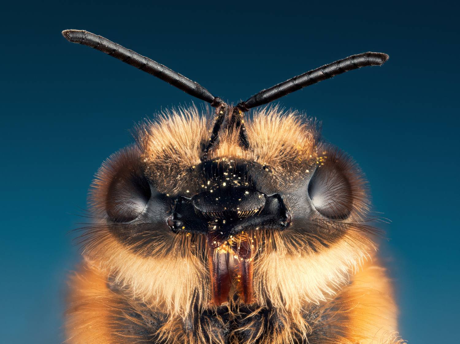 bee, macro, ultramacro, closeup, nature, instect, Wojciech Grzanka