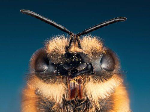 Bee