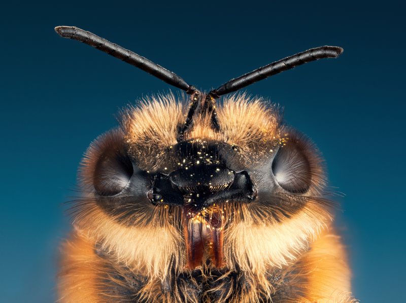 bee, macro, ultramacro, closeup, nature, instect Bee фото превью