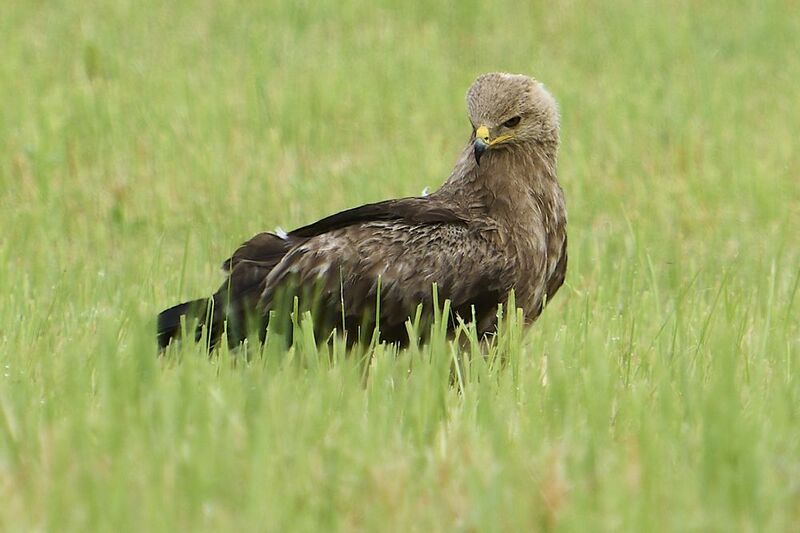 Lesser Spotted Eagle. фото превью