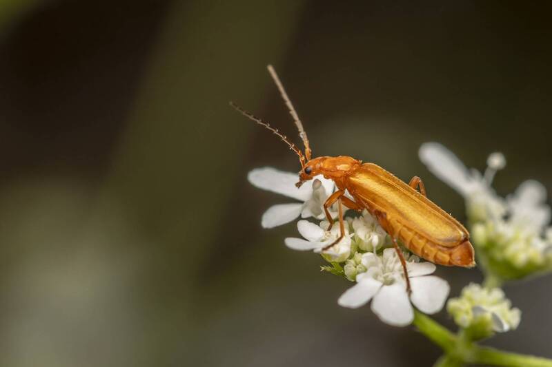 macro, insects, nature  фото превью