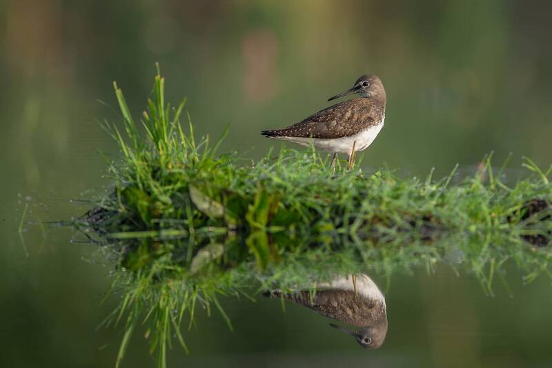 green sandpiper, tringa ochropus, shorebird, wader, bird, wildlife, bird photography, wildlife photography, nature, nature photography, reflection, mirrored reflection, wetland, water, marsh, solitary bird, minimalism, calm, stillness, peaceful, european  Silent Mirror фото превью