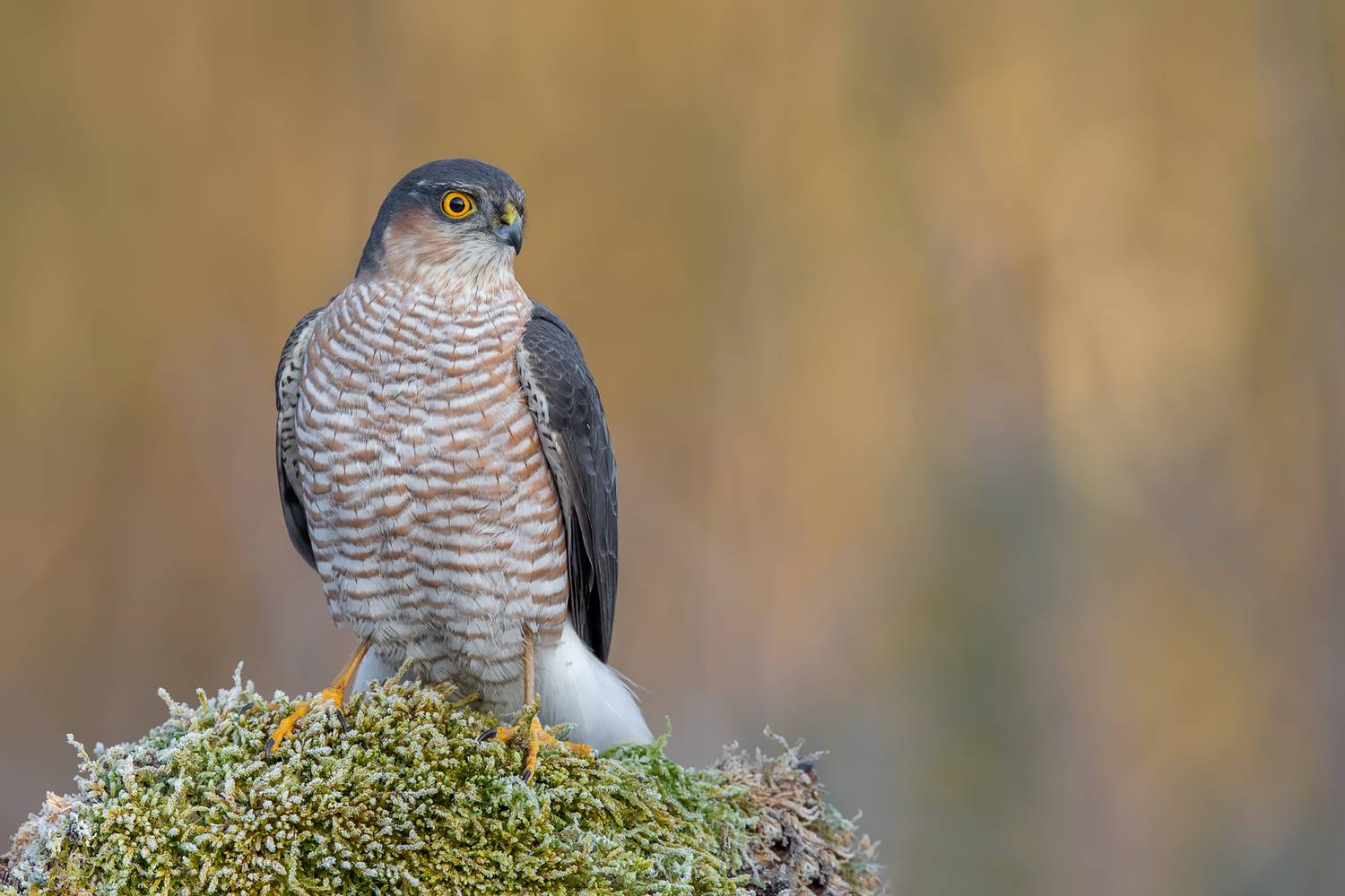sparrowhawk, eurasian sparrowhawk, accipiter nisus, bird of prey, raptor, hawk, predator, wildlife, bird photography, wildlife photography, nature, nature photography, wild bird, forest bird, european bird, avian, ornithology, hunter, gaze, portrait, bird, Kwasek Damian