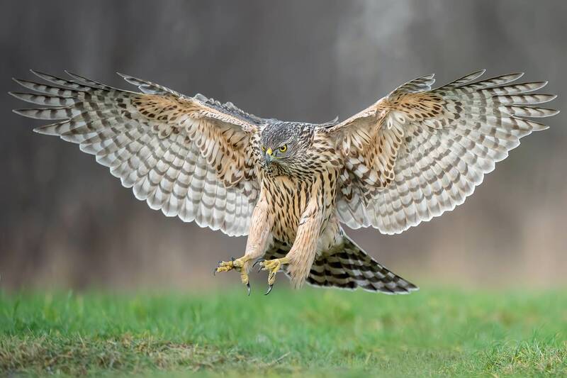 northern goshawk, goshawk, accipiter gentilis, bird of prey, raptor, hawk, predator, wildlife, bird photography, wildlife photography, nature, nature photography, wild bird, forest predator, hunting bird, landing, flight, wingspan, talons, eye contact, av Incoming фото превью
