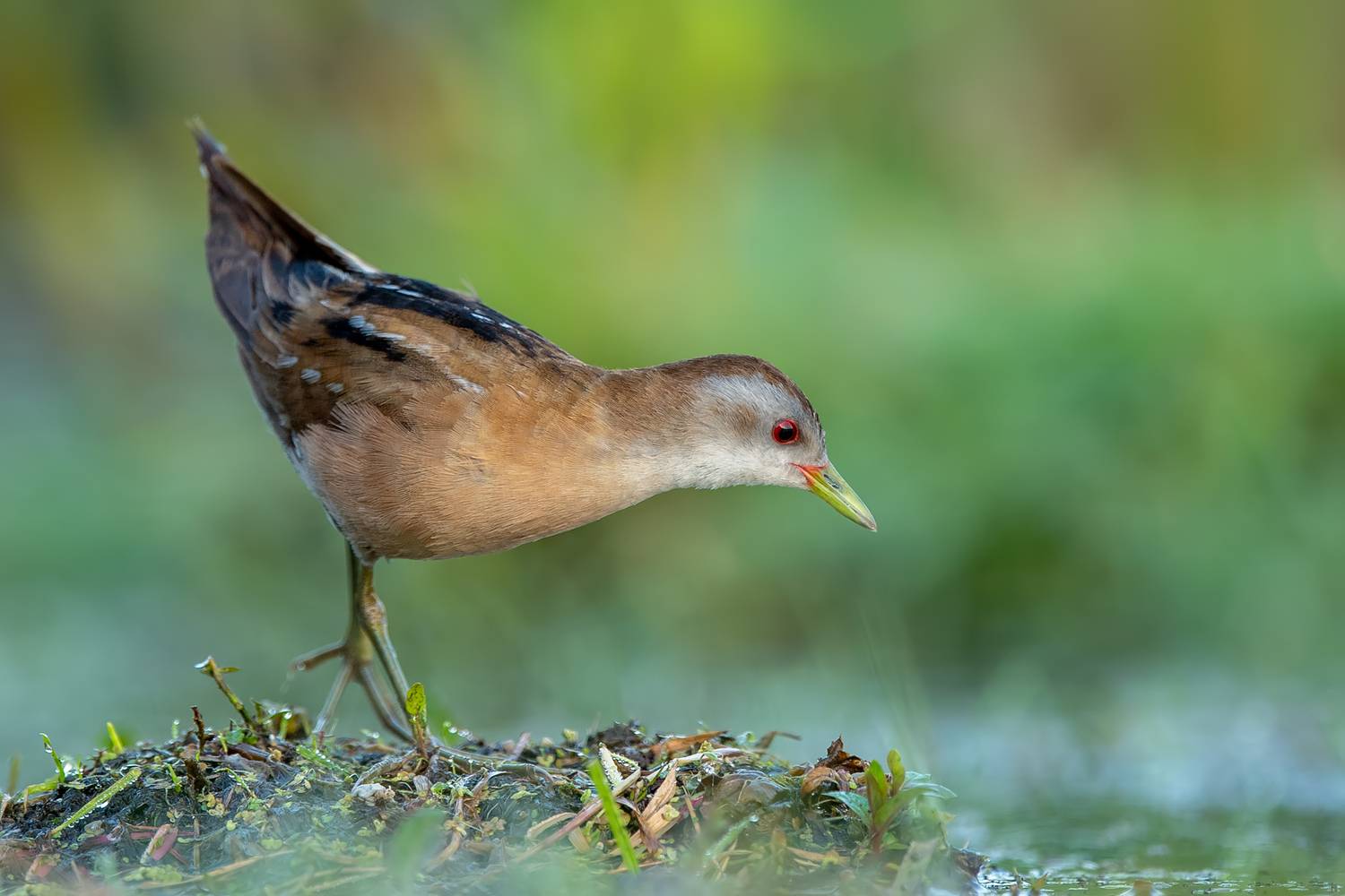 little crake, zapornia parva, crake, rail, waterbird, marsh bird, wetland bird, bird, wildlife, bird photography, wildlife photography, nature, nature photography, european bird, rare bird, elusive bird, wild bird, avian, ornithology, marsh, wetland, reed, Kwasek Damian