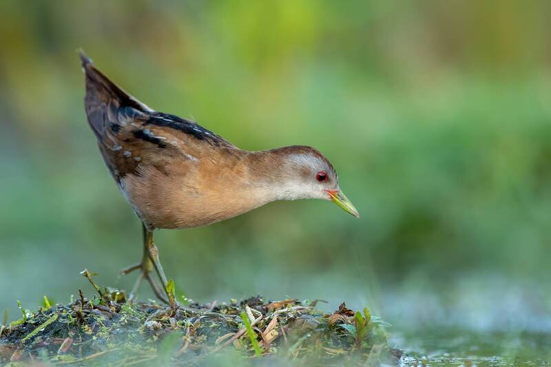 little crake, zapornia parva, crake, rail, waterbird, marsh bird, wetland bird, bird, wildlife, bird photography, wildlife photography, nature, nature photography, european bird, rare bird, elusive bird, wild bird, avian, ornithology, marsh, wetland, reed Scarlet Eye фото превью