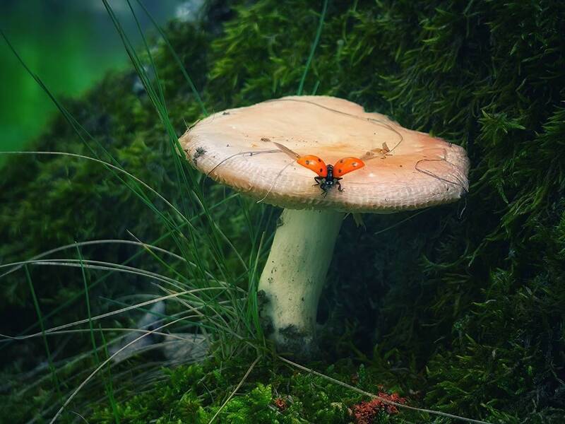 фото превью