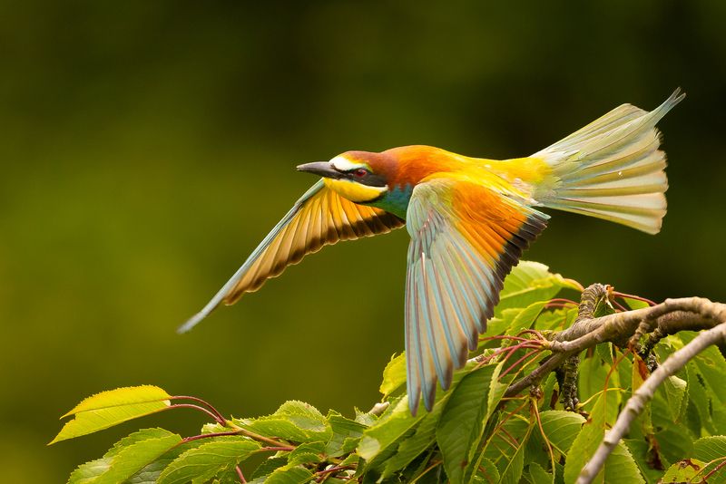 Bee-eater фото превью