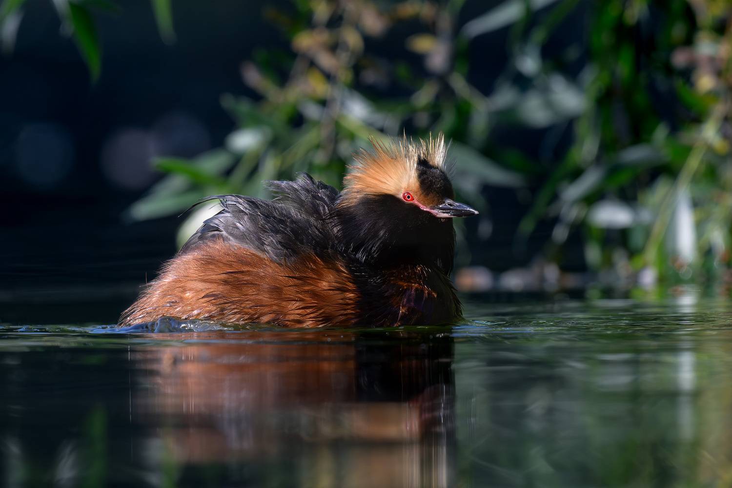 Утка, поганка, красношейная поганка, фотоохота, вода, водоплавающие, birdwatching, birds, horned grebe, Михаил Ездаков
