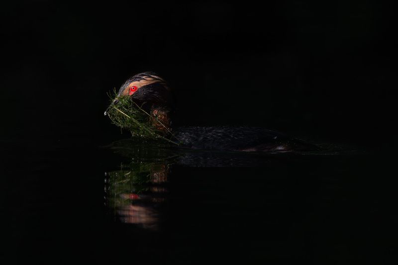 Утка, поганка, красношейная поганка, фотоохота, вода, водоплавающие, birdwatching, birds, horned grebe Красношейная поганка фото превью