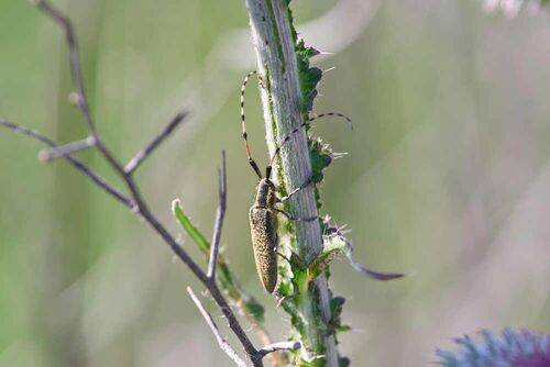 Agapanthia dahlii