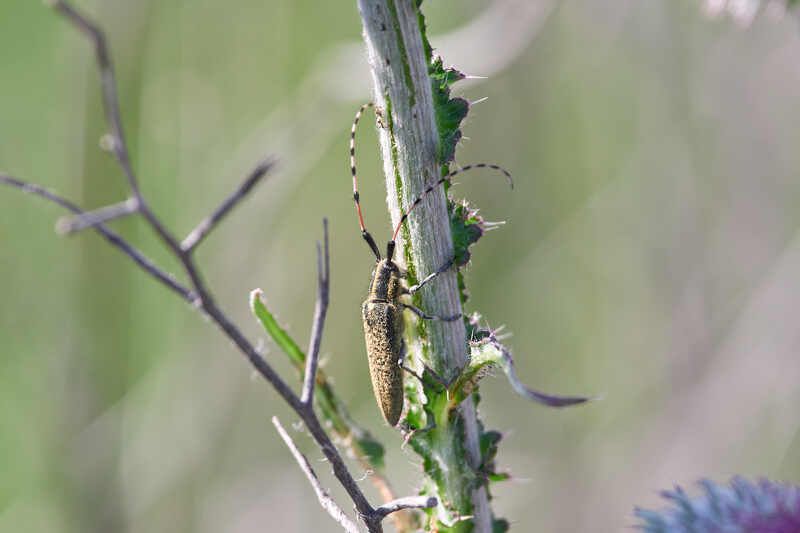 Agapanthia dahlii, Подсолнечниковый Усач Agapanthia dahlii фото превью