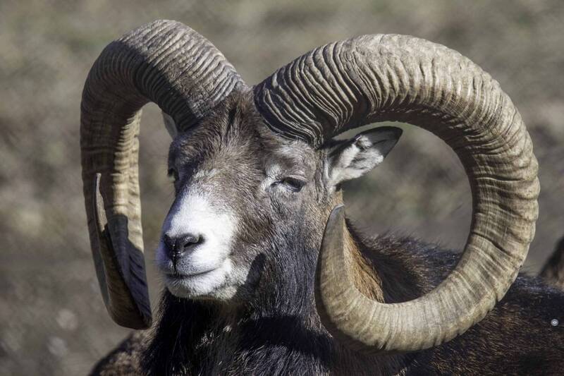 Mouflon фото превью