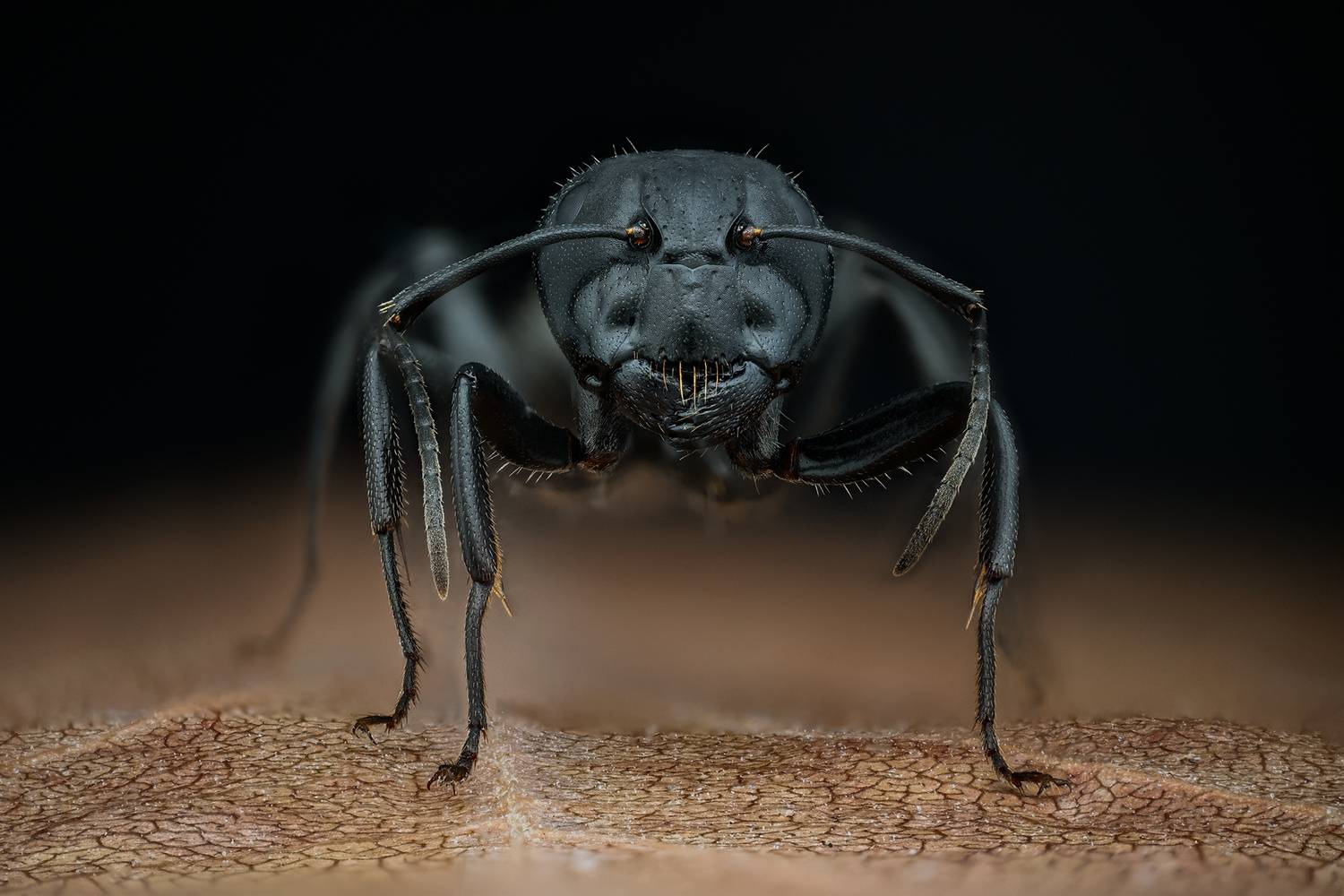 macro, ceclii, ant, insect, animals, nature, Tsvetan Ganev
