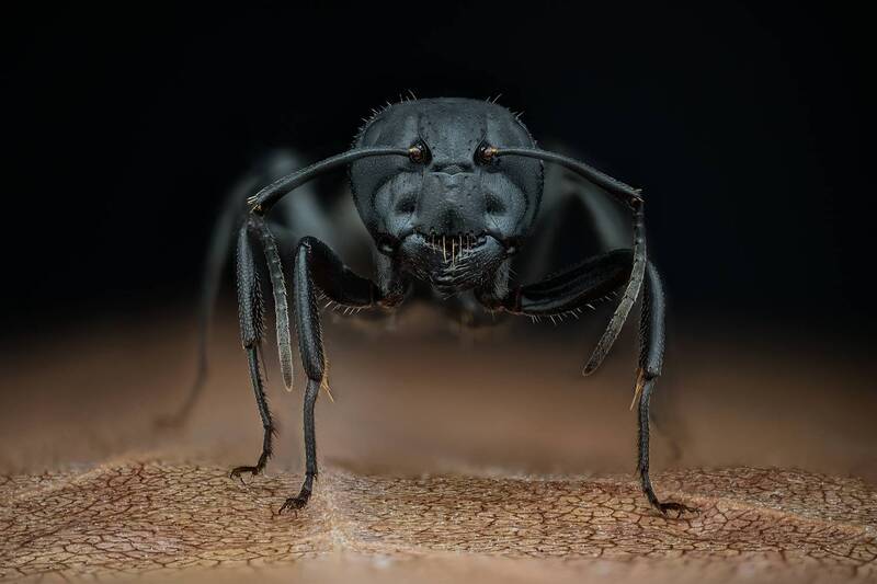 macro, ceclii, ant, insect, animals, nature  фото превью