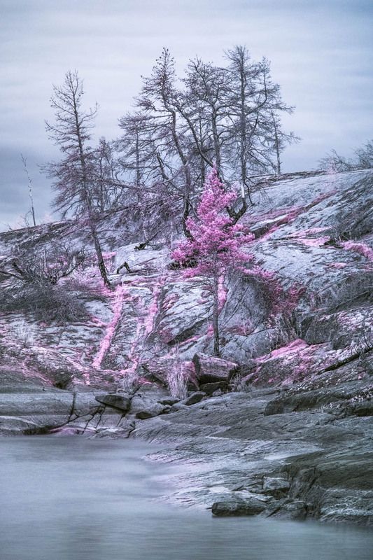 Ладожская сакура. фото превью