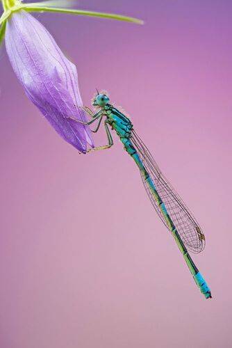 Delicate balance