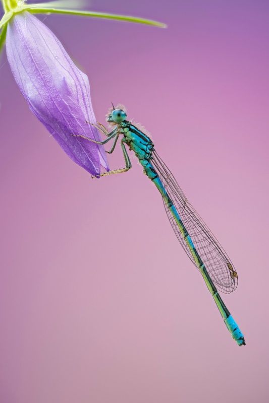 Delicate balance