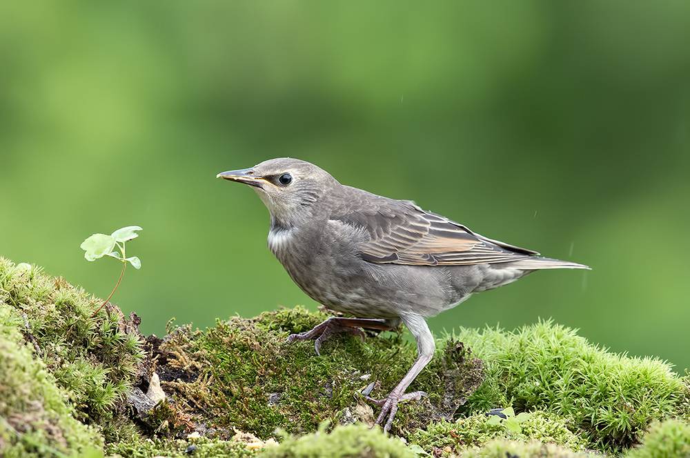 european starling, starling, обыкновенный скворец, скворец, птицы, bird, wild, Etkind Elizabeth