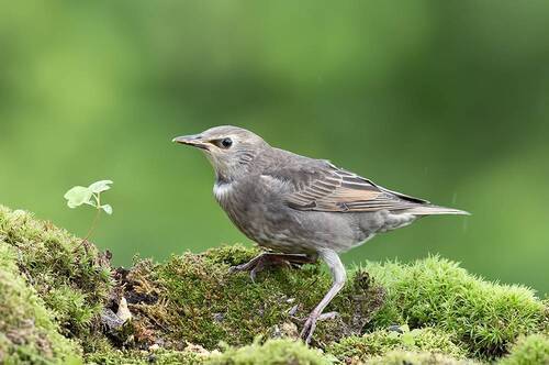 juvenile. European Starling - Молодой Обыкновенный Скворец