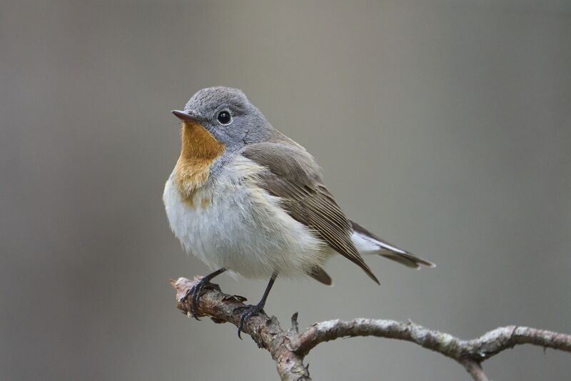 Red breasted Flycatcher. фото превью