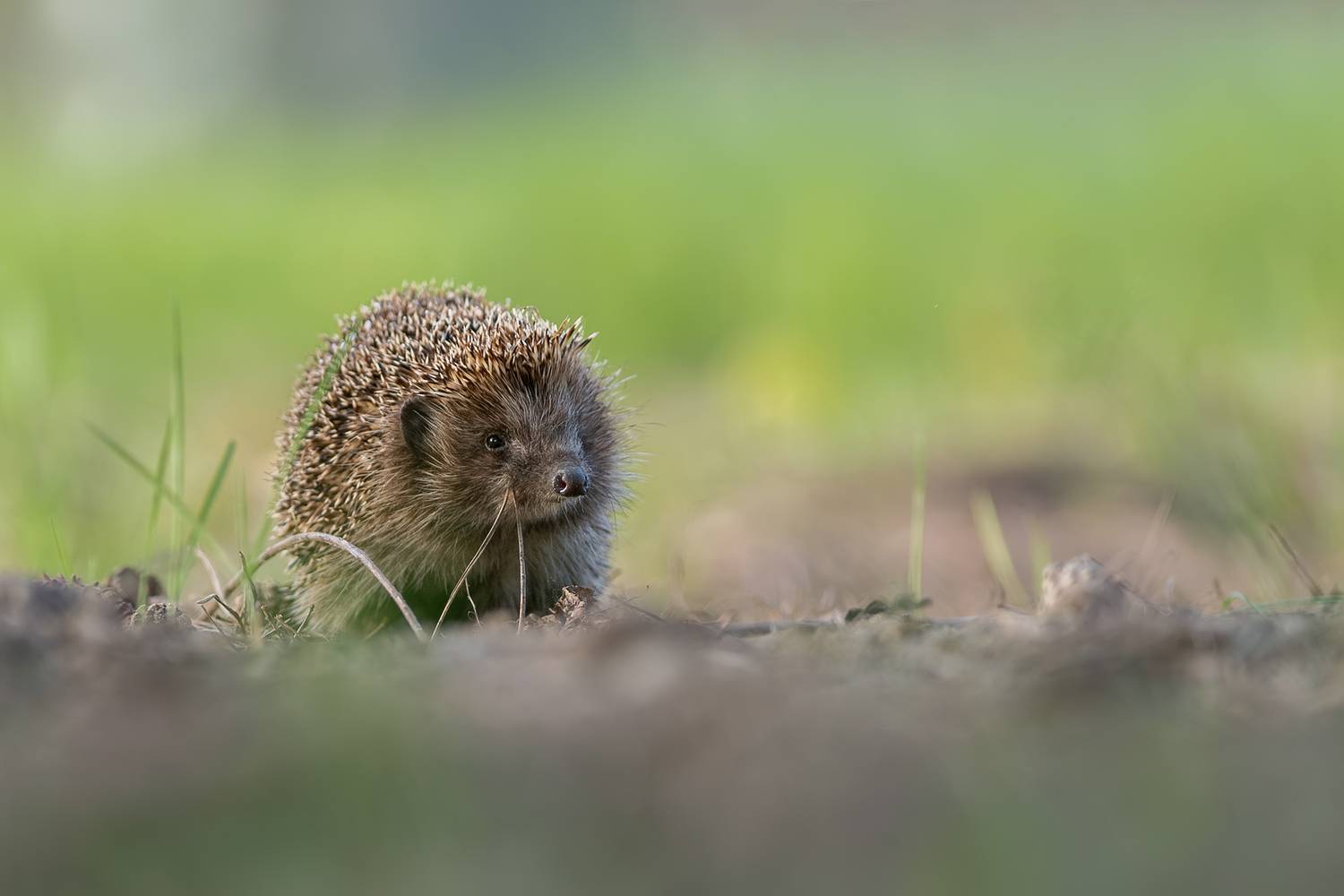 hedgehog, european hedgehog, erinaceus europaeus, wildlife, wildlife photography, mammal, small mammal, nature, nature photography, wild animal, animal portrait, hedgehog portrait, spines, cute animal, european wildlife, grassland, meadow, low angle, clos, Kwasek Damian