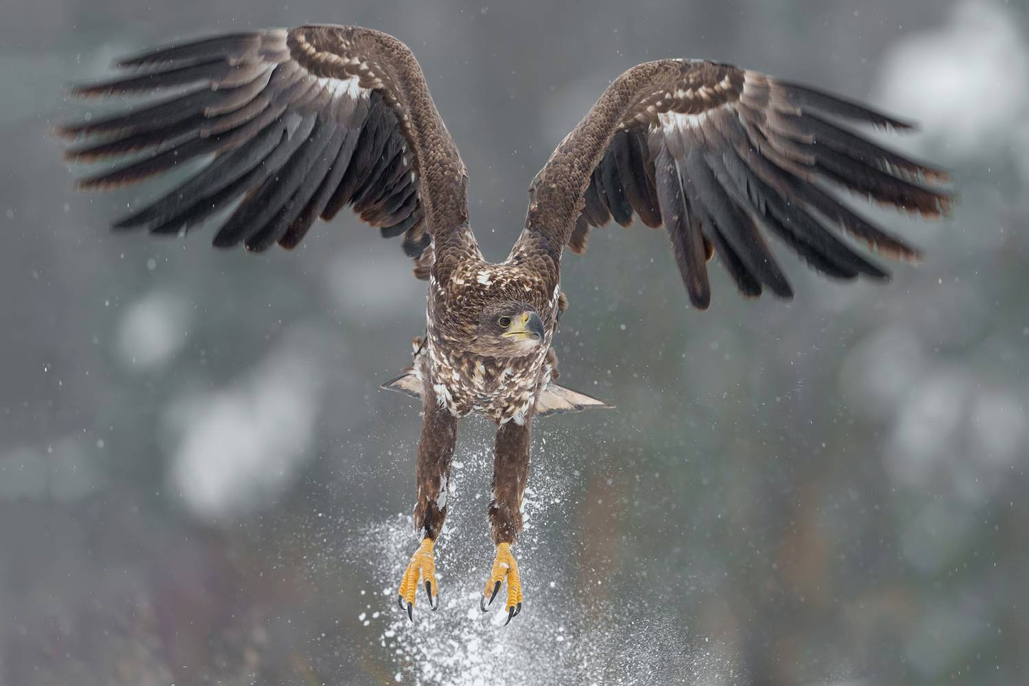 white-tailed eagle, eagle, haliaeetus albicilla, bird of prey, raptor, wildlife, wildlife photography, bird photography, nature, nature photography, wild bird, predator, avian, european wildlife, bird in flight, landing, winter, snow, snowfall, snowy land, Kwasek Damian