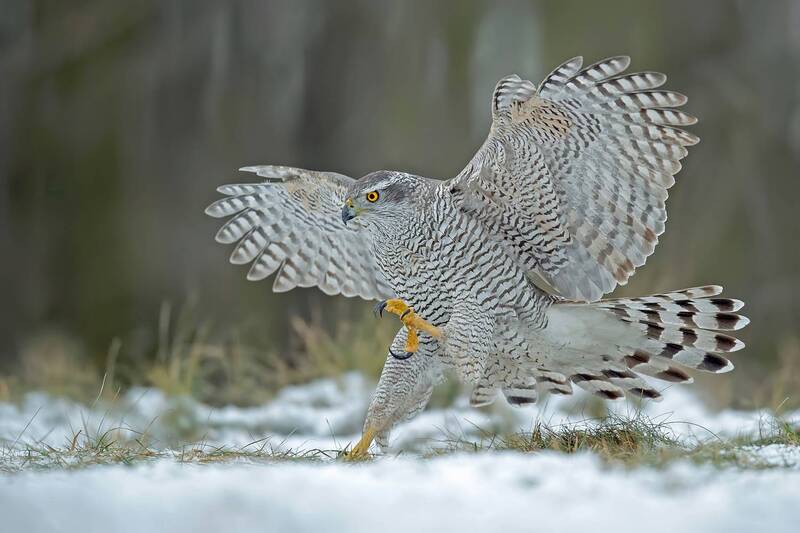 Winter Strike