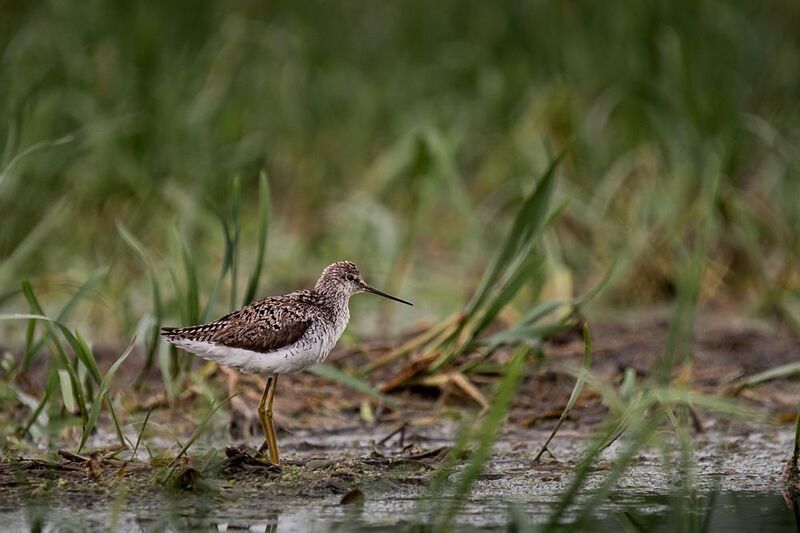 поручейник, кулик, птица поручейник фото превью