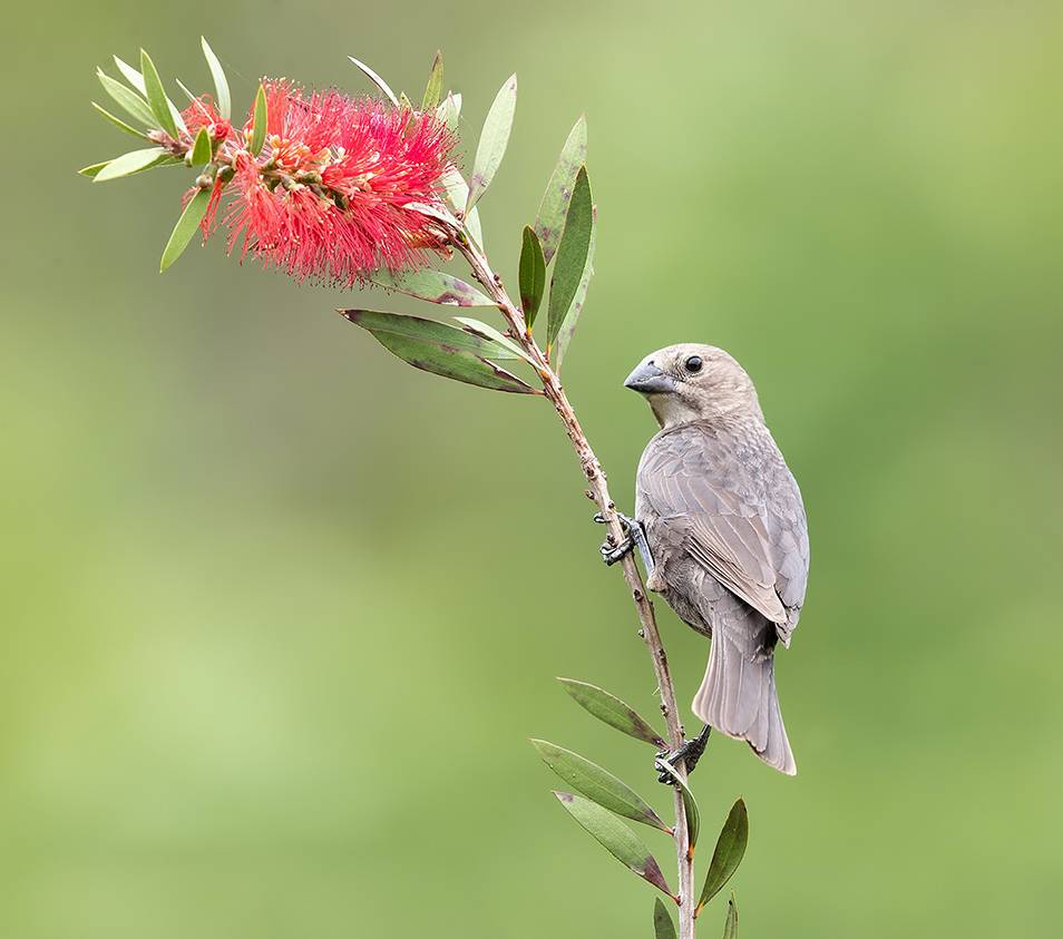 brown-headed cowbird, буроголовый коровий трупиал, трупиал, птицы, birds, wild, Etkind Elizabeth