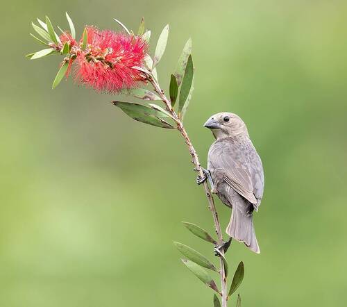 Female. Brown-headed Cowbird -  Буроголовый коровий трупиал