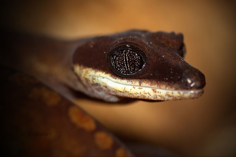 Aeluroscalabotes felinus, Geckos, Lizards, Reptilia, Геккон, Кошачий эублефар, Рептилия, Ящерица Кошачий эублефар - Aeluroscalabotes felinus фото превью