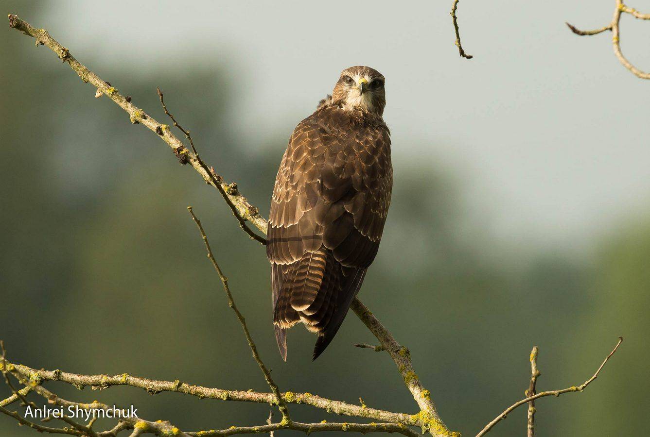 , Андрей Шимчук