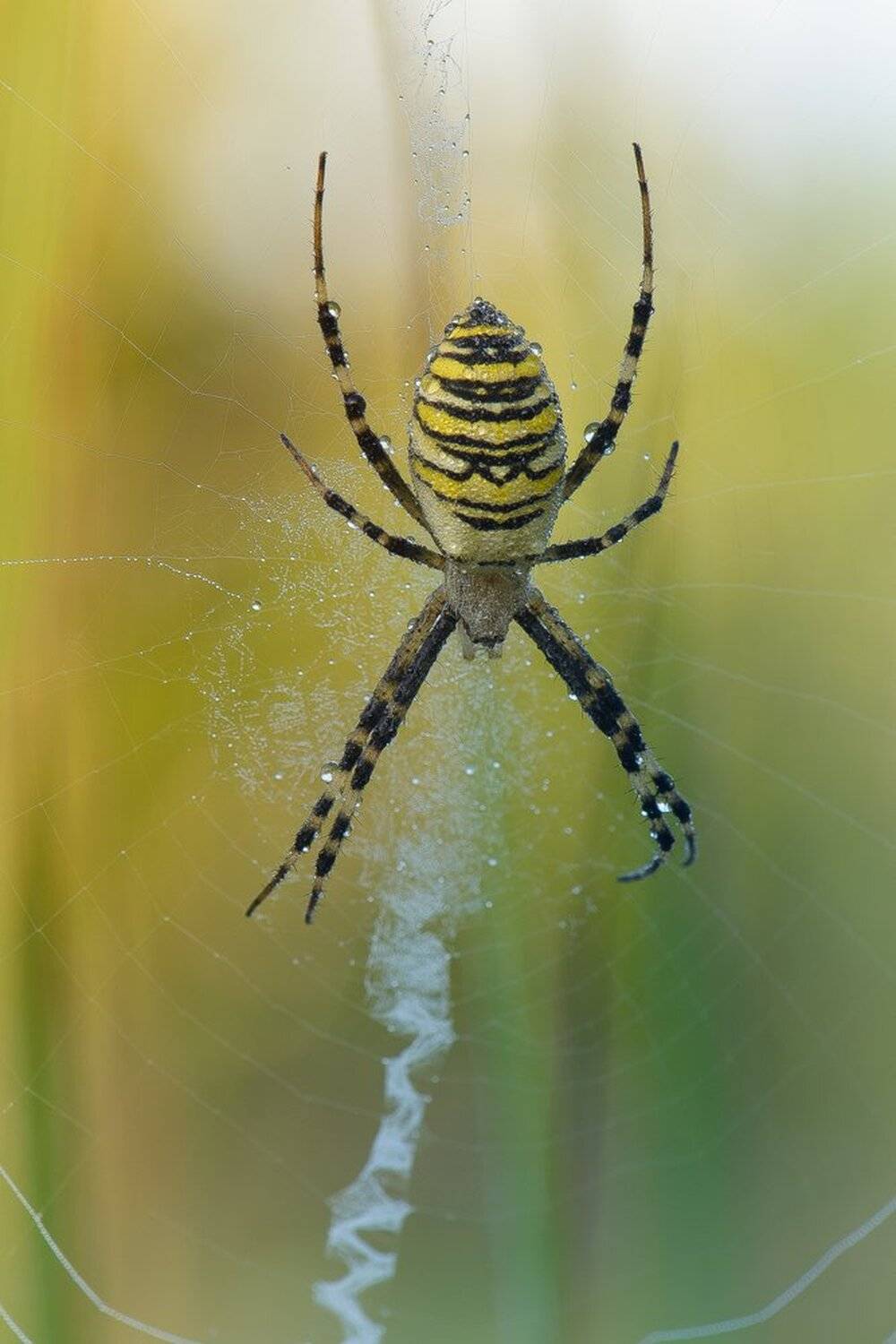 , Кузнецов Дмитрий