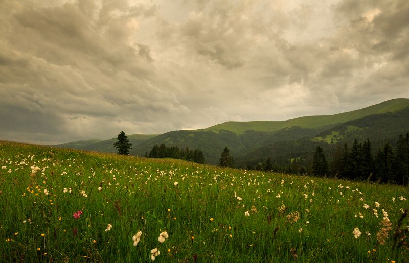 Лето в Карпатах фото превью