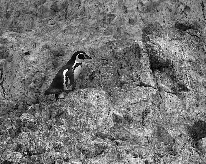 Балестас, Перу, Пингвин, Скалы Путник фото превью