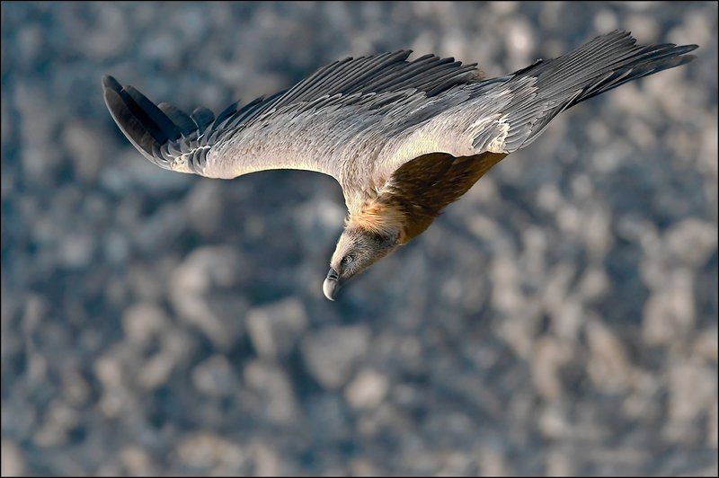 Кайф ... Вижу цель ... фото превью