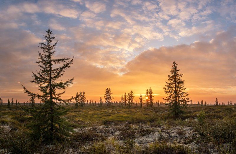 закат, тундра, лето, сибирь, янао Закат фото превью