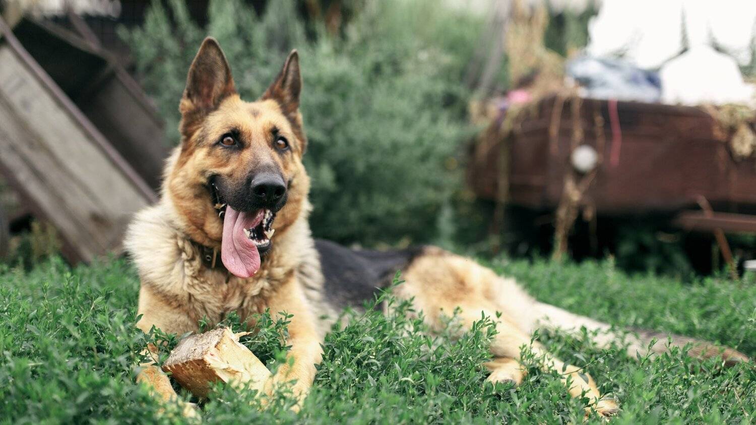 Animals, Друг человека, Собака, Цвелёв Дмитрий