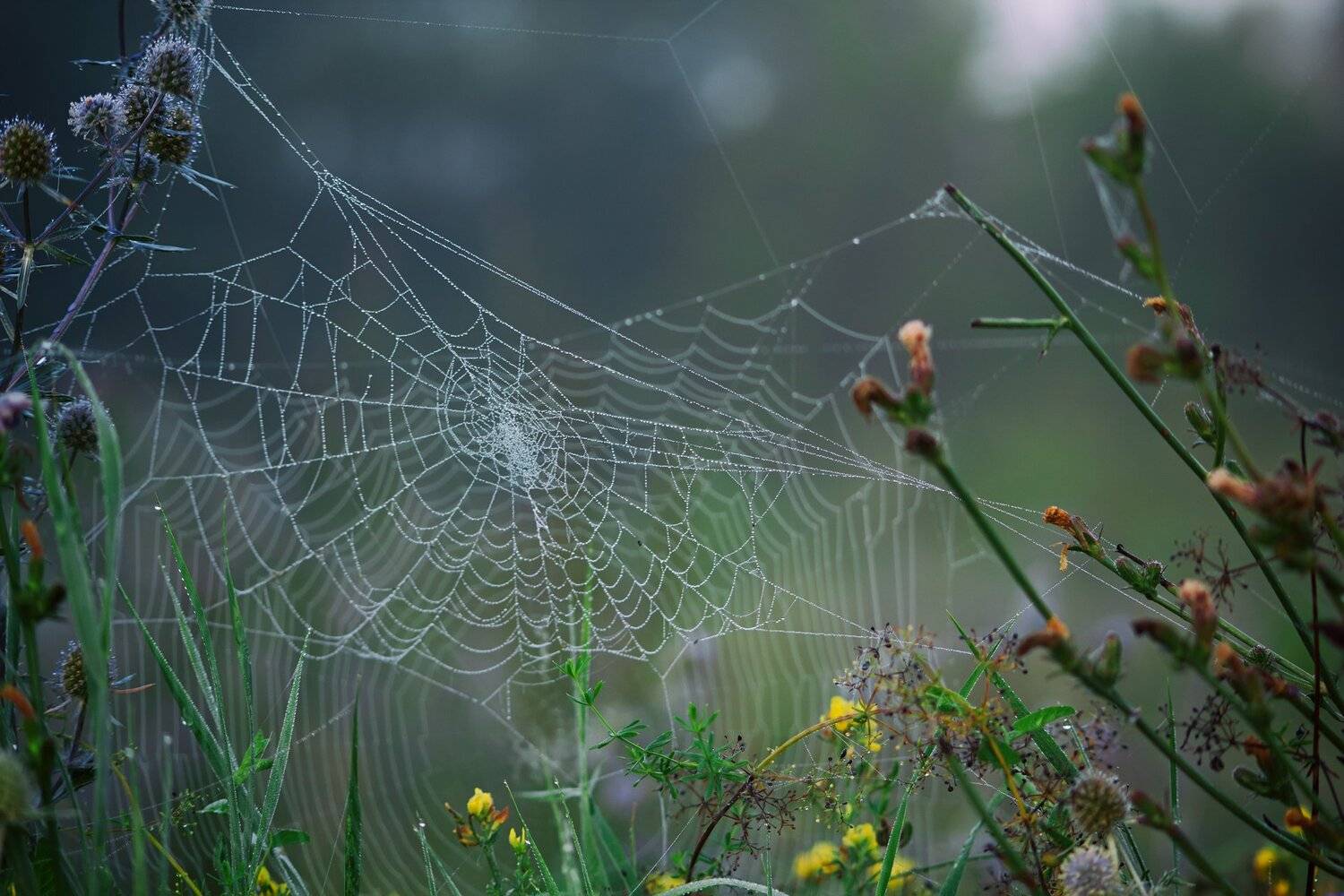 Листва, Паутина, Свет, Трава, Фон, Юрий Котов