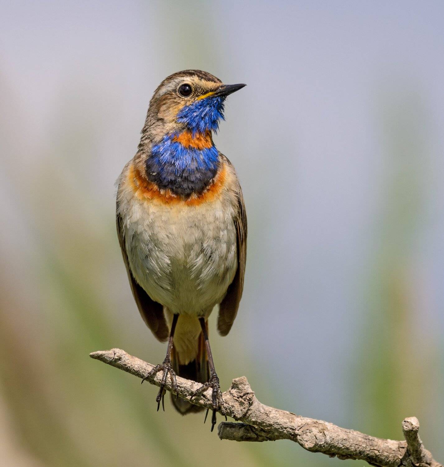 , алексей овчинников