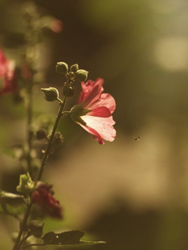 настроение, линии, пятна, природа, *** фото превью