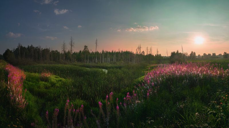 Страсти по Иван-чаю фото превью