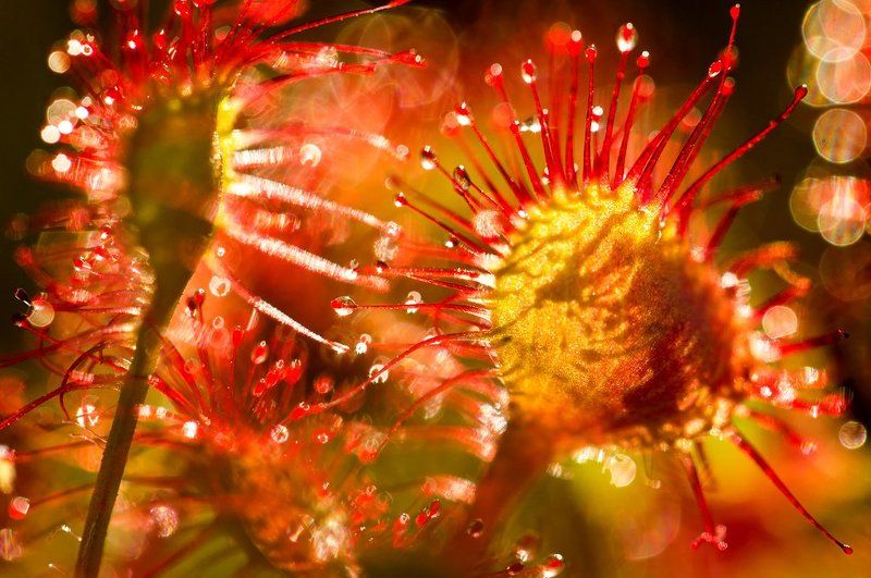 росянка, растения, цветы, флора, природа, дикая природа, макро, макросъемка Росянка фото превью