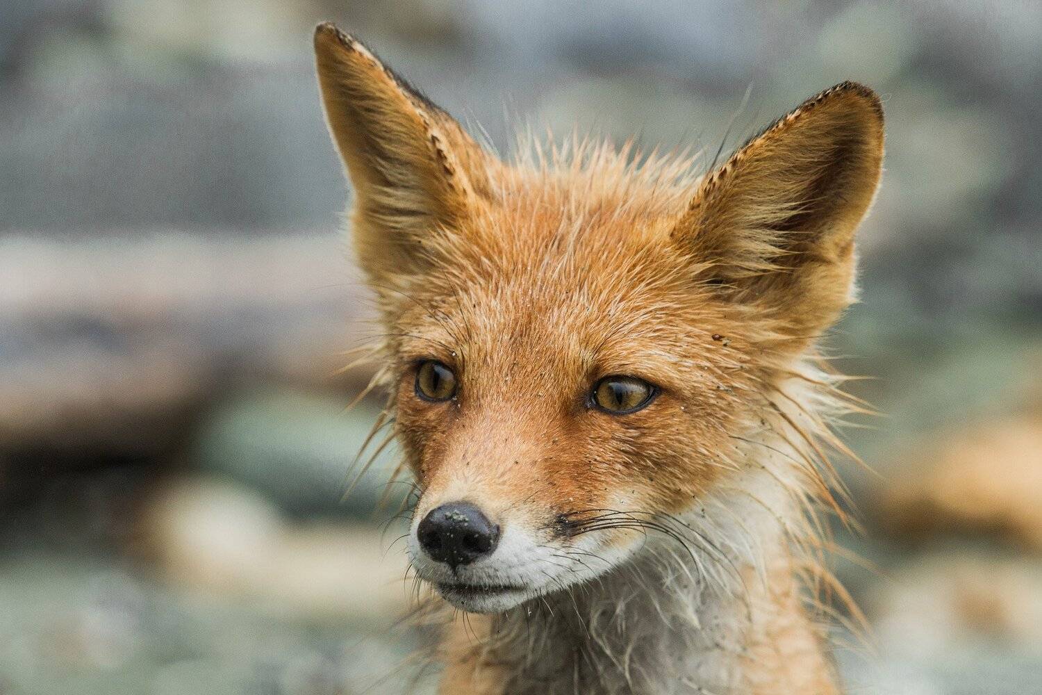 Камчатка, животные, лиса,, Слащилина Нина