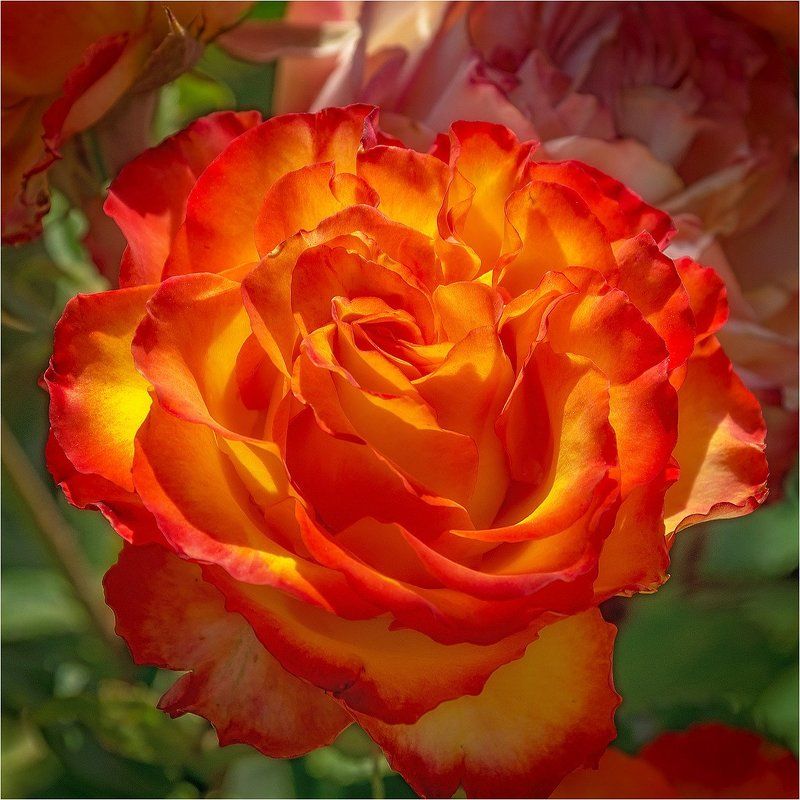 лето, цветы, роза Прекрасная роза!   фото превью